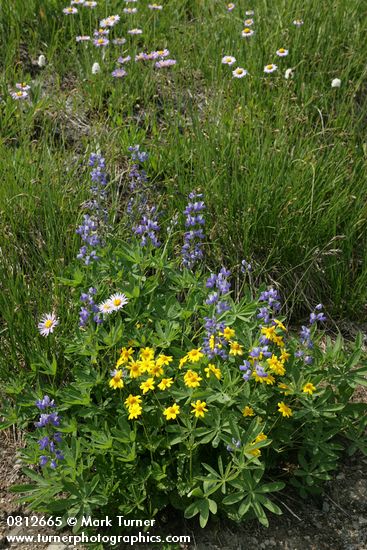 Mountain Arnica, Broadleaf Lupines, Wandering Daisies among sedges