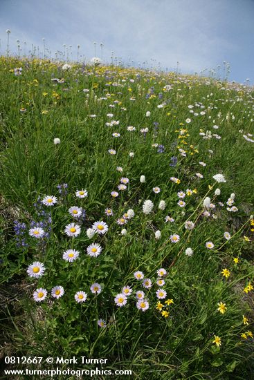 Wandering Daisies, American Bistort, Broadleaf Lupines, Mountain Arnica among sedges