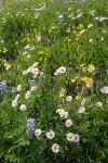 Wandering Daisies, American Bistort, Broadleaf Lupines, Mountain Arnica among sedges