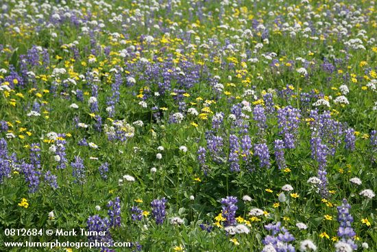 Broadleaf Lupines w/ American Bistort, Sitka Valerian, Mountain Arnica