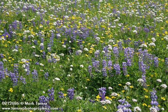 Broadleaf Lupines w/ American Bistort, Sitka Valerian, Mountain Arnica