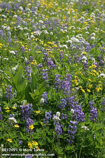Broadleaf Lupines w/ Green Corn Lily foliage, American Bistort, Sitka Valerian, Mountain Arnica