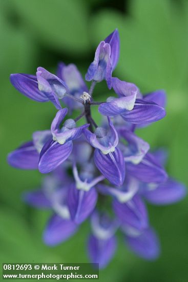 Broadleaf Lupine blossoms detail fr above