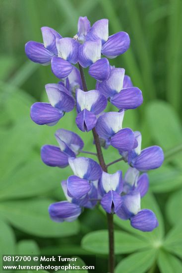 Broadleaf Lupine blossoms