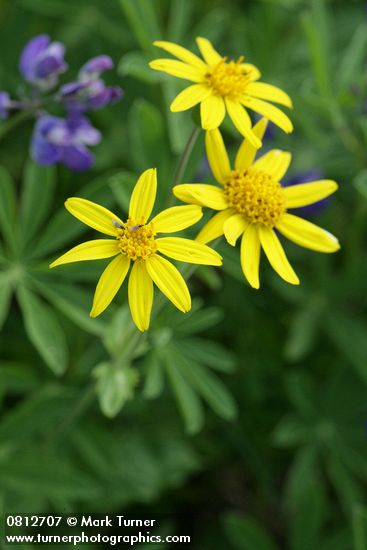 Mountain Arnica blossoms