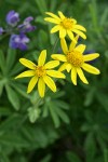 Mountain Arnica blossoms