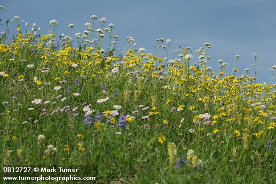 Mountain Arnica, Sitka Valerian, Wandering Daisies against blue sky