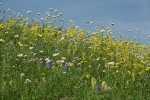 Mountain Arnica, Sitka Valerian, Wandering Daisies against blue sky