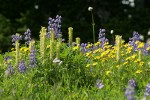 Mountain Arnica, Broadleaf Lupines w/ Bracted Lousewort
