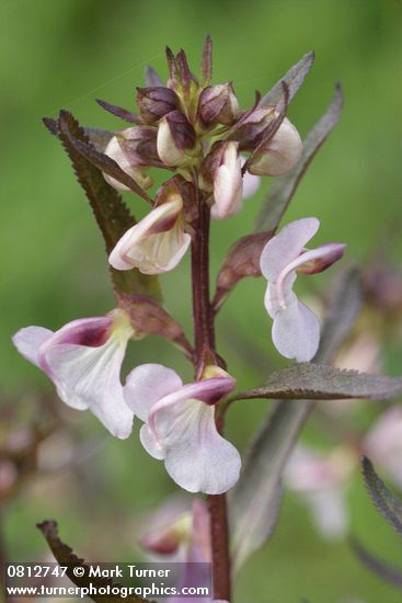 Sickletop Lousewort blossoms & foliage