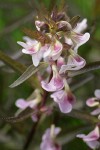 Sickletop Lousewort blossoms & foliage