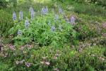 Broadleaf Lupines ringed by Pink Heather
