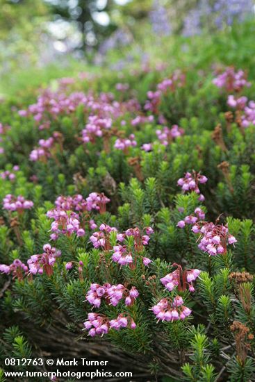 Pink Heather