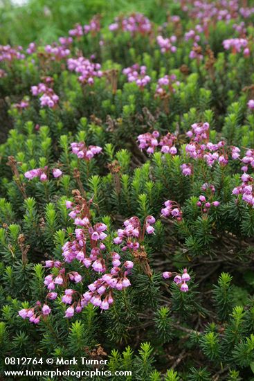 Pink Heather