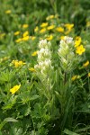 Small-flowered Paintbrush w/ Fanleaf Cinquefoil