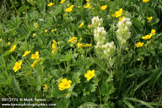 Small-flowered Paintbrush w/ Fanleaf Cinquefoil