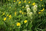 Small-flowered Paintbrush w/ Fanleaf Cinquefoil