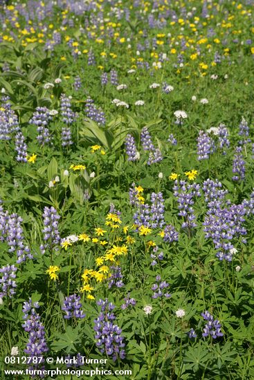 Mountain Arnica, Broadleaf Lupines, Sitka Valerian, American Bistort in subalpine meadow