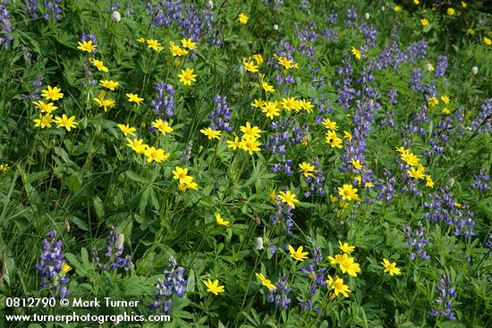 Mountain Arnica, Broadleaf Lupines in subalpine meadow