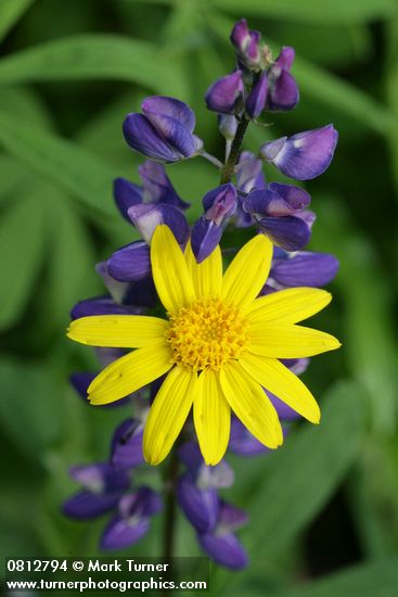 Mountain Arnica & Broadleaf Lupine blossoms detail