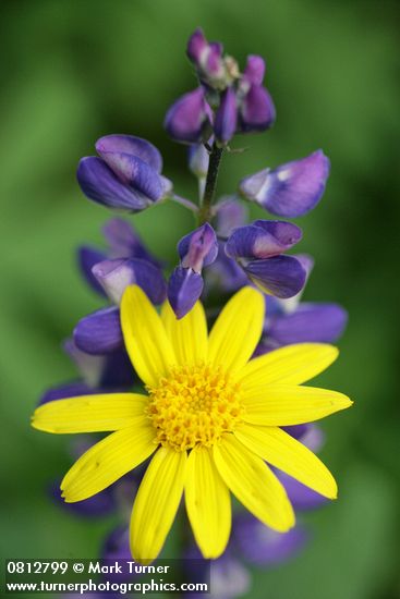Mountain Arnica & Broadleaf Lupine blossoms detail