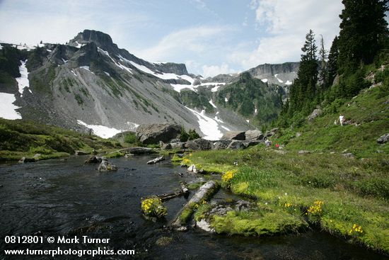 Mountain Monkeyflower beside Bagley Creek w/ Table Mtn bkgnd