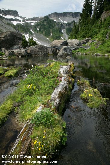 Mountain Monkeyflower & Rosy Spiraea beside Bagley Creek w/ stone bridge bkgnd