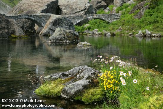 Mountain Monkeyflower & Wandering Daisies beside Bagley Creek w/ stone bridge bkgnd