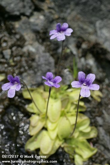 Common Butterwort