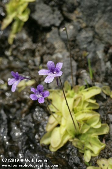 Common Butterwort