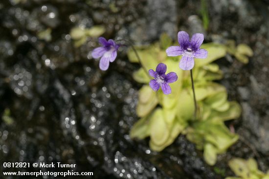 Common Butterwort