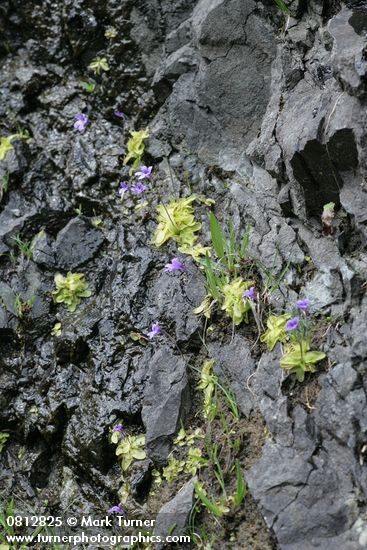 Common Butterwort on wet rock cliff