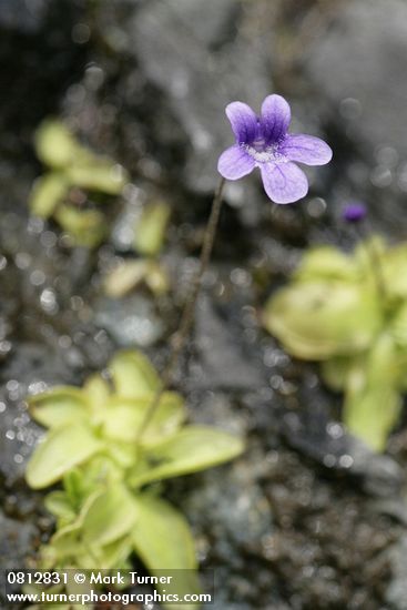 Common Butterwort