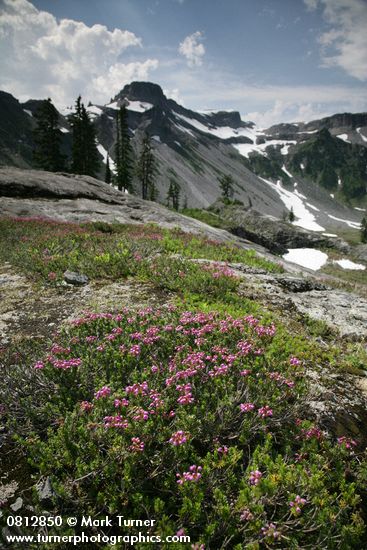 Pink Heather below Table Mtn