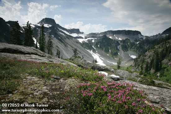 Pink Heather below Table Mtn