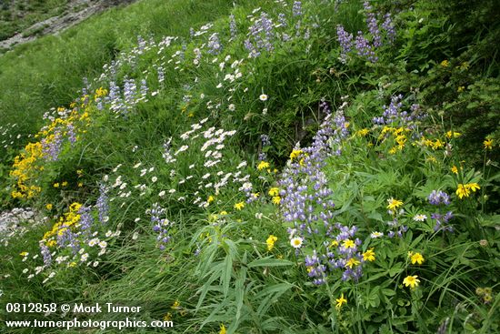 Mountain Arnica, Broadleaf Lupines, Wandering Daisies in hillside meadow