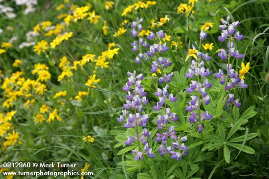 Broadleaf Lupines w/ Mountain Arnica