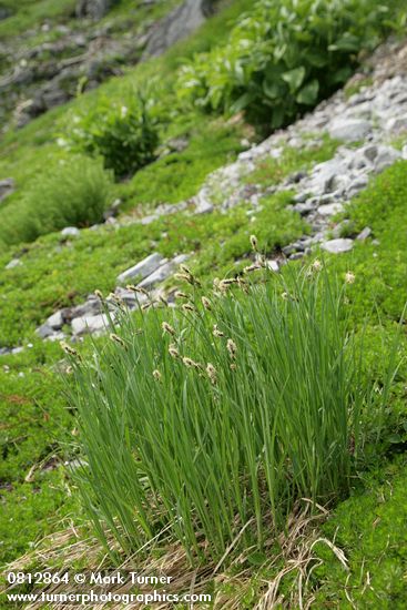 Black Alpine Sedge