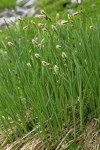Black Alpine Sedge