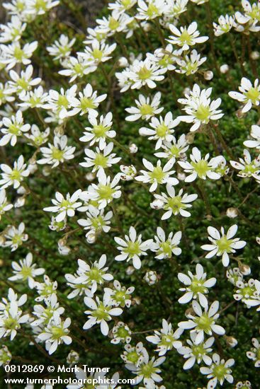 Tolmie's (Alpine) Saxifrage