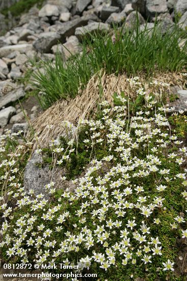 Tolmie's (Alpine) Saxifrage habitat view