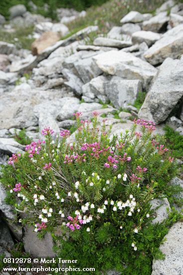 White & Pink Heather among talus