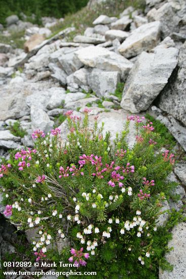 White & Pink Heather among talus