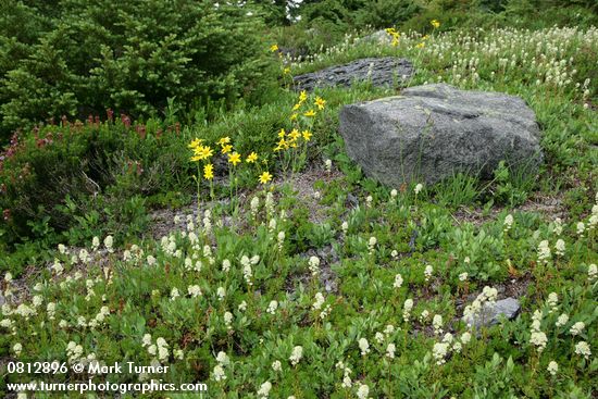 Patridgefoot & Mountain Arnica w/ small boulder