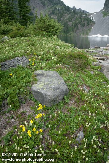 Mountain Arnica among Patridgefoot w/ Iceberg Lake bkgnd
