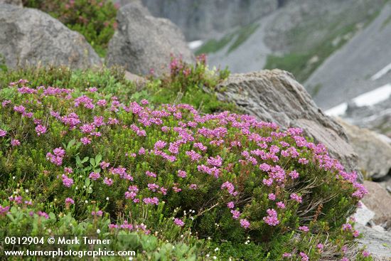 Pink Heather