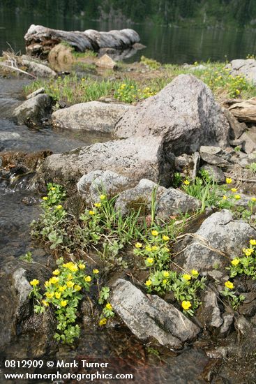 Snowpatch Buttercups along Iceberg Lake outlet stream