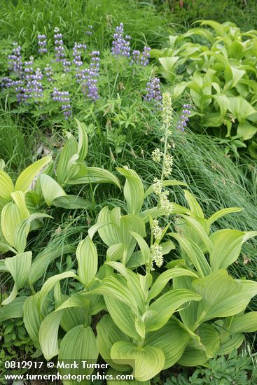 Green Corn Lilies w/ Broadleaf Lupines soft bkgnd