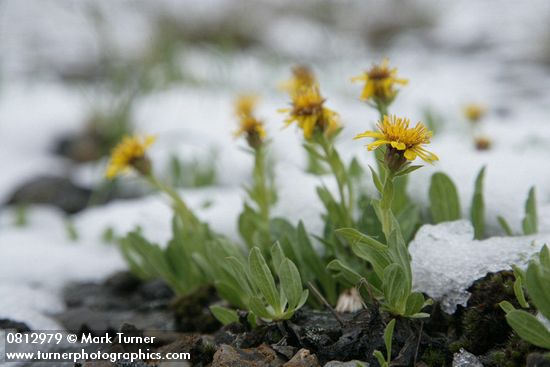 Lyall's Goldenweed w/ melting late summer snow