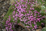 Moss Campion
